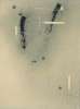Image of Atravesados