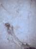 Image of Elemento neuronal chafado 
