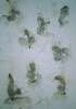 Image of Elementos momias