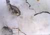 Image of Asunto inquietante