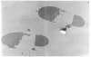 Image of Untitled