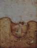 Image of Medio huevo