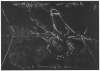 Image of Untitled