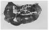 Image of Coups de brosse
