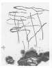 Image of Untitled