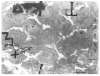Image of Números i T